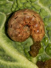 Die Raupe der Kohleule (Mamestra brassicae) ...