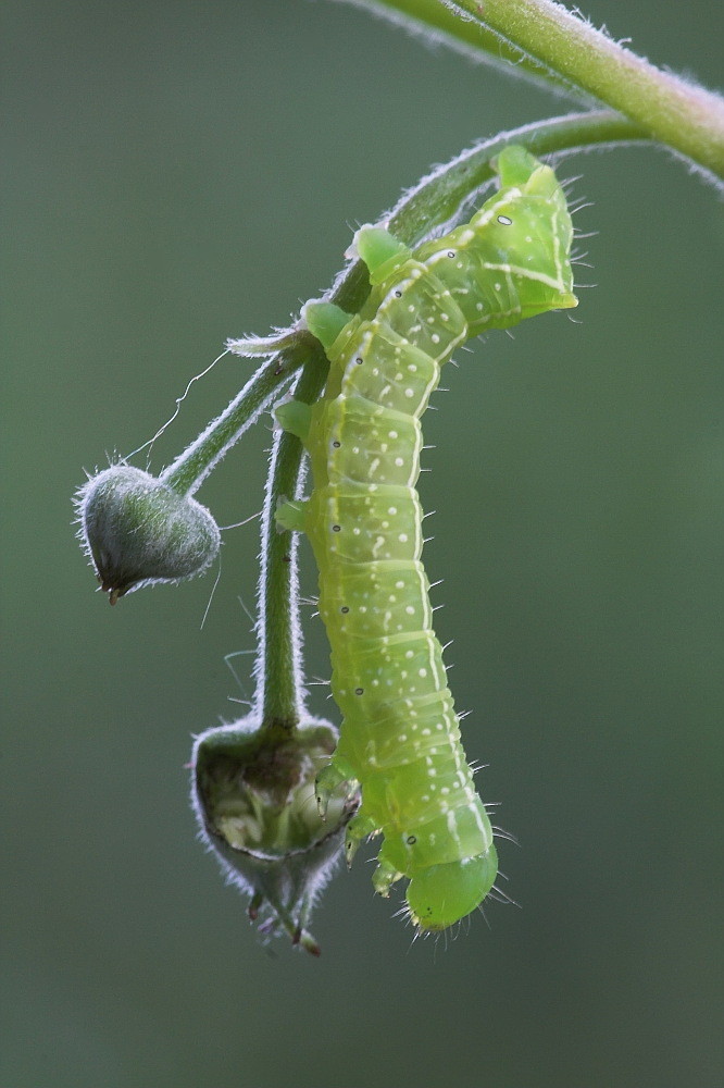 Die Raupe der Pyramiden-Eule.. (Amphipyra pyramedia)