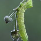 Die Raupe der Pyramiden-Eule.. (Amphipyra pyramedia)