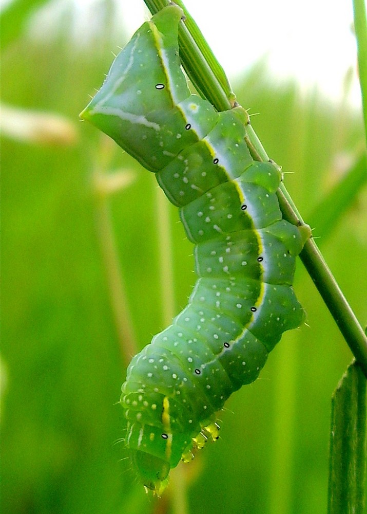 Die Raupe der Pyramiden-Eule (Amphipyra pyramidea)