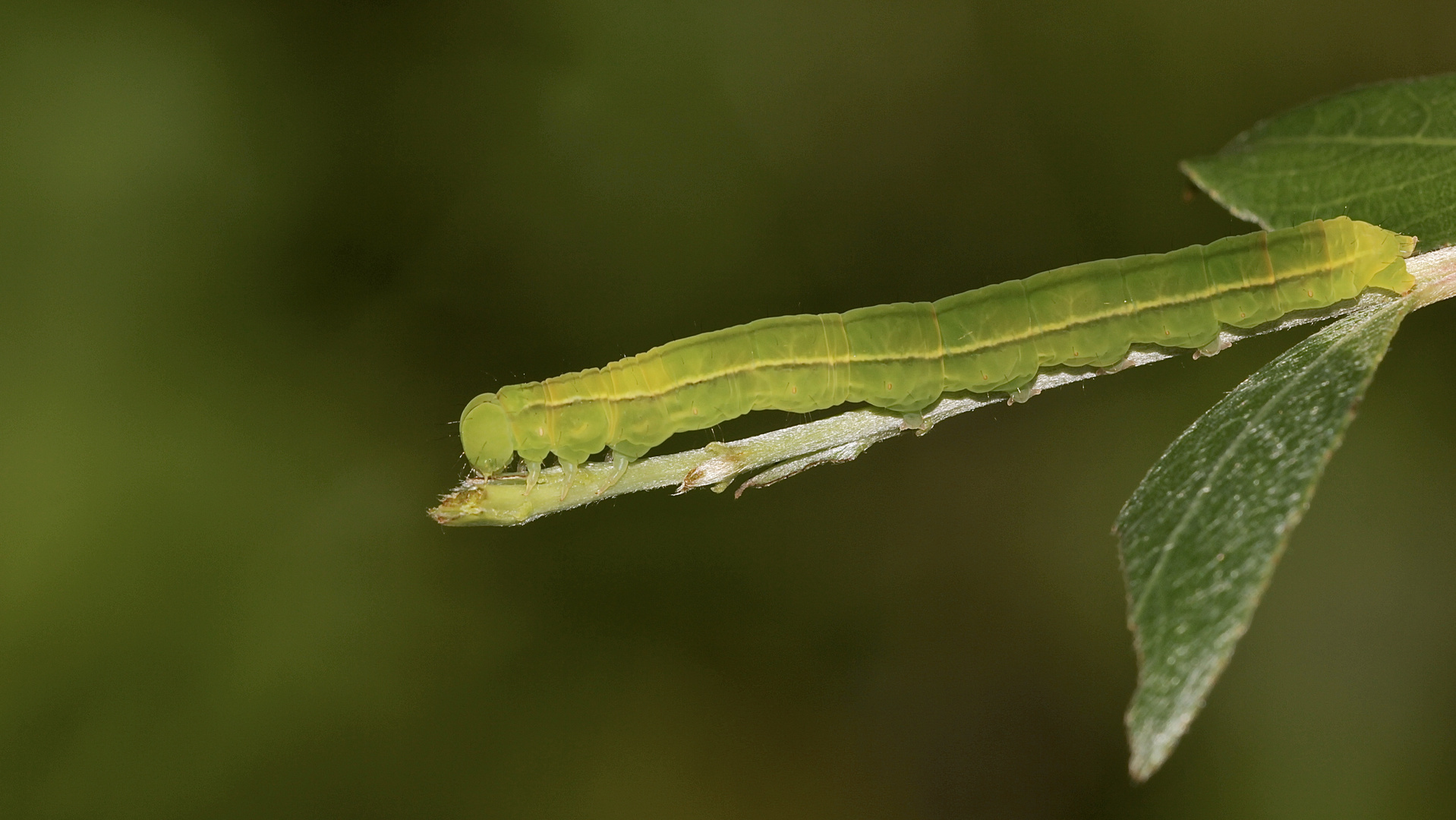 Die Raupe der Zackeneule (Scoliopteryx libatrix)