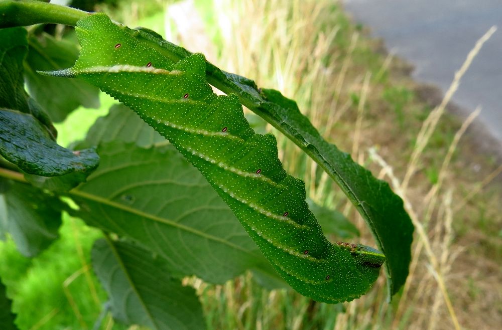 Die Raupe des Abendpfauenauge