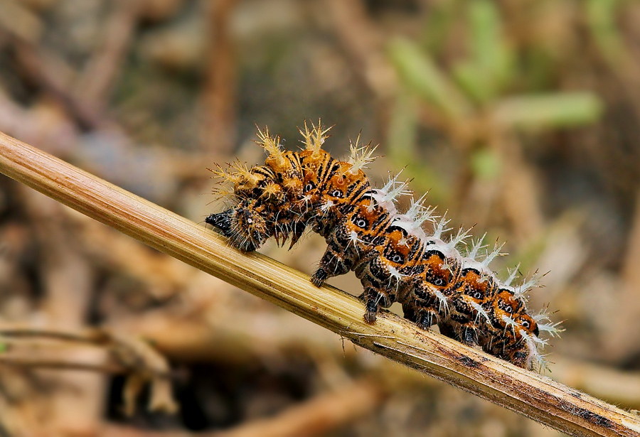 Die Raupe des C - Falters