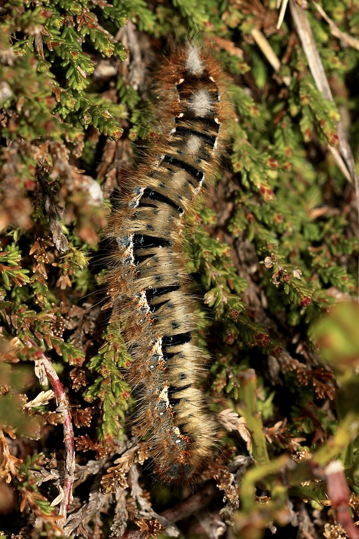 Die Raupe des Eichenspinners (Lasiocampa quercus)