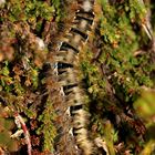 Die Raupe des Eichenspinners (Lasiocampa quercus)