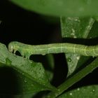 Die Raupe des Frühlings-Kreuzflügels (Alsophila aescularia) ...