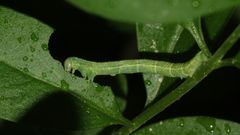 Die Raupe des Frühlings-Kreuzflügels (Alsophila aescularia) ...