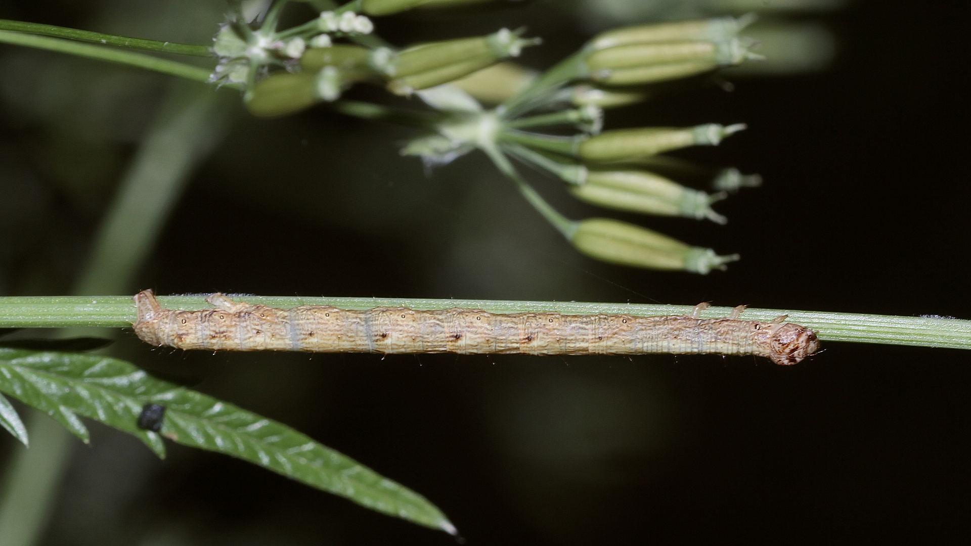 Die Raupe des Glattbindigen Rindenspanners (Paradarisa consonaria) ...