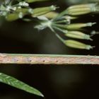 Die Raupe des Glattbindigen Rindenspanners (Paradarisa consonaria) ...