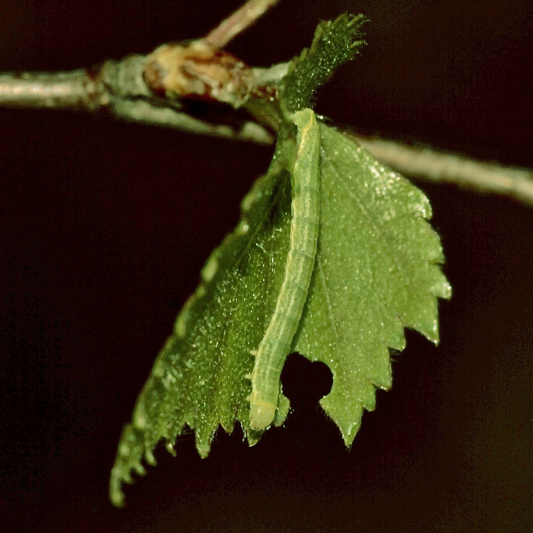 Die Raupe des Kleinen Frostspanners (Operophtera brumata) ...