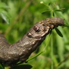 Die Raupe des Kleinen-Weinschwärmers (Deilephila porcellus)...