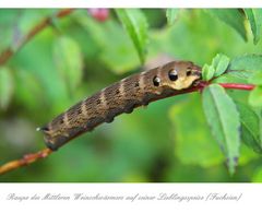 Die Raupe des Mittlere Weinschwärmer (Deilephila elpenor) Ein Schmetterling (Nachtfalter)