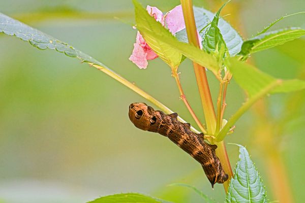 Die Raupe des mittleren Weinschwärmers