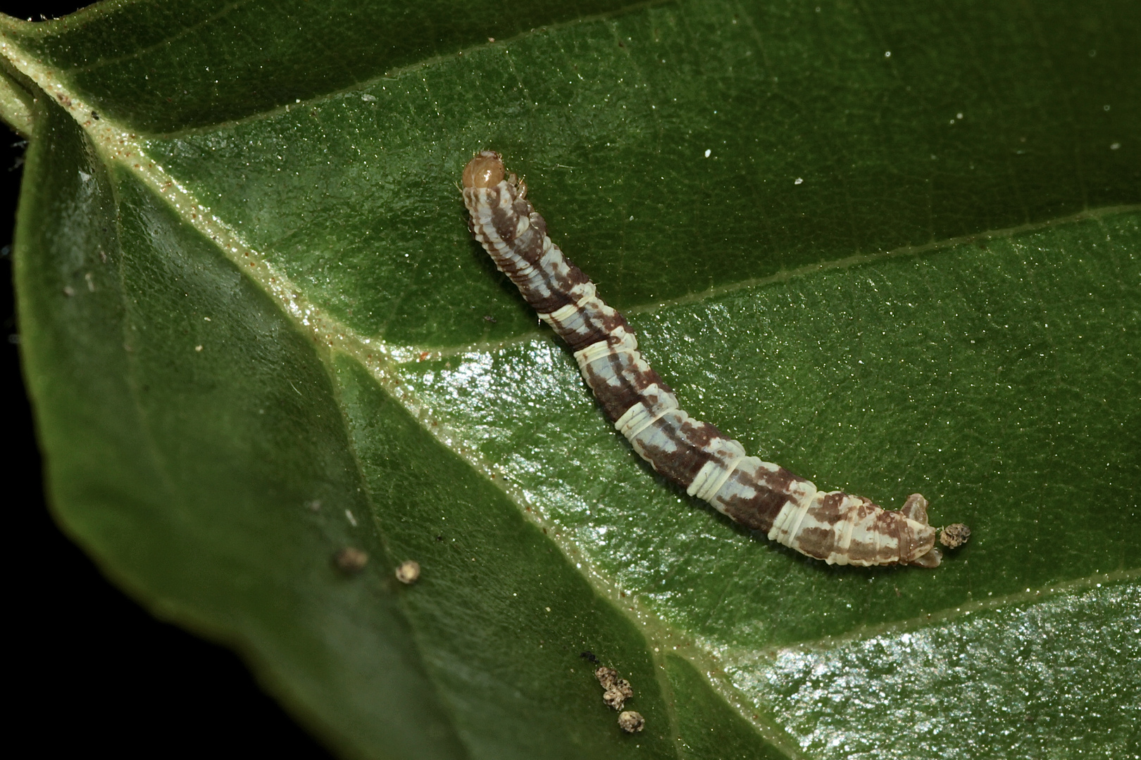 Die Raupe des Mondfleckigen Blütenspanners (Eupithecia centaureata) - ...