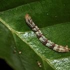 Die Raupe des Mondfleckigen Blütenspanners (Eupithecia centaureata) - ...