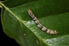 Die Raupe des Mondfleckigen Blütenspanners (Eupithecia centaureata) - ...