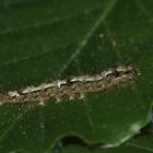 Die Raupe des Nadelwald-Flechtenbärchens (Eilema depressa) ...