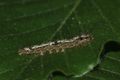 Die Raupe des Nadelwald-Flechtenbärchens (Eilema depressa) ...