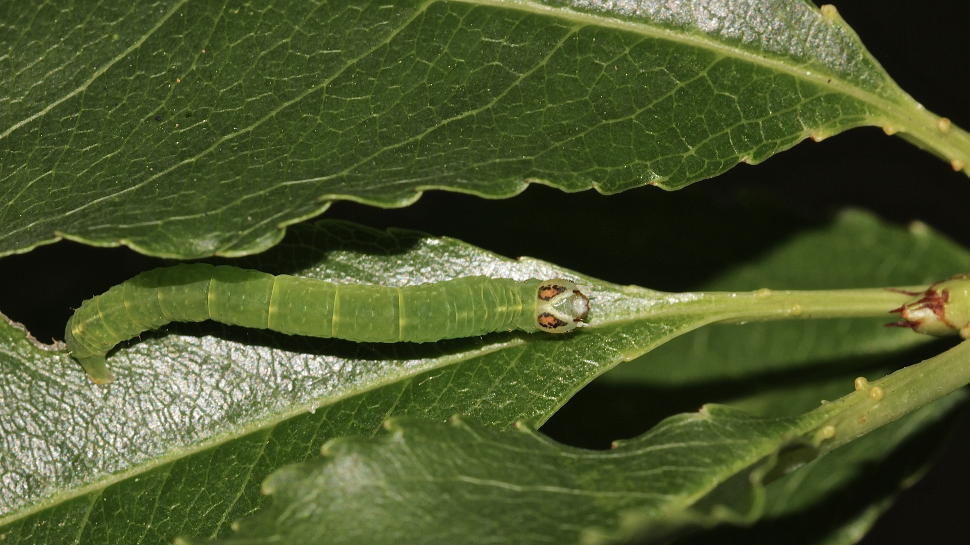 Die Raupe des SCHATTENBINDEN-WEISS-SPANNERS (Lomographa temerata) ...