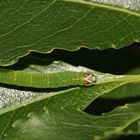 Die Raupe des SCHATTENBINDEN-WEISS-SPANNERS (Lomographa temerata) ...