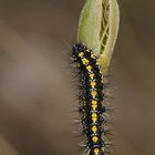 Die Raupe des Schönbärs (Callimorpha dominula)