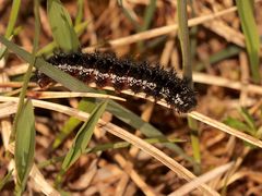 Die Raupe des seltenen Skabiosen-Scheckenfalters (Euphydryas aurinia - ssp. aurinia? - )