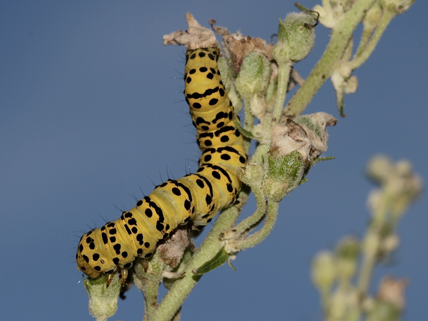 Die Raupe des Späten Königskerzen-Mönchs (Cucullia lychnitis) ...