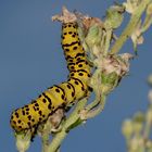 Die Raupe des Späten Königskerzen-Mönchs (Cucullia lychnitis) ...