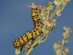 Die Raupe des Späten Königskerzen-Mönchs (Cucullia lychnitis) ...