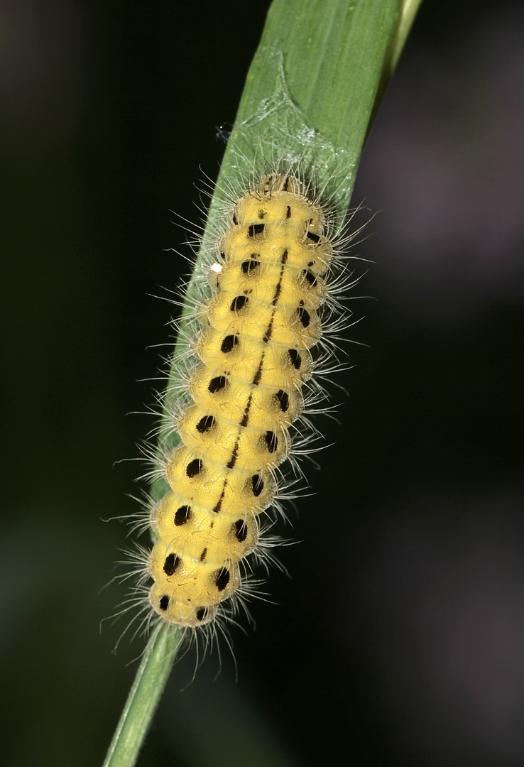 Die Raupe des Veränderlichen oder Kronwicken-Widderchens (Zygaena ephialtes) ...