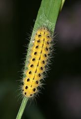 Die Raupe des Veränderlichen oder Kronwicken-Widderchens (Zygaena ephialtes) ...