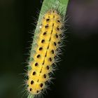 Die Raupe des Veränderlichen oder Kronwicken-Widderchens (Zygaena ephialtes) ...