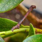 Die Raupe des Zackenbindigen Rindenspanners (Ectropis crepuscularia)