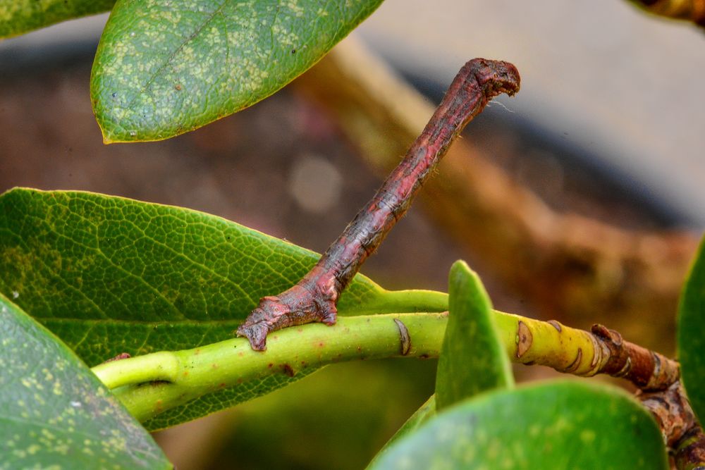 Die Raupe des Zackenbindigen Rindenspanners (Ectropis crepuscularia)