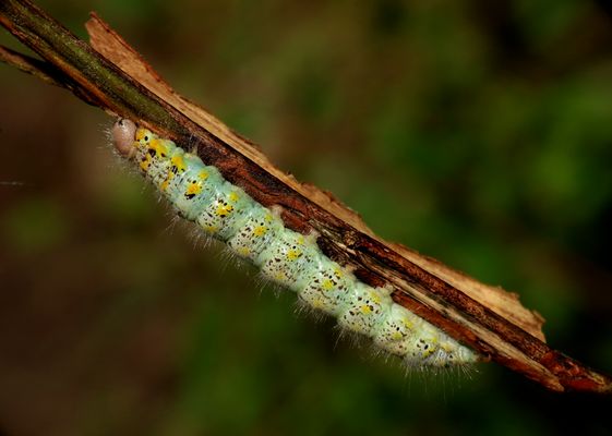 Die Raupe eines Raufuß Spinners