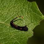 Die Raupe L2 des Großen Gabelschwanzes (Cerura vinula) - nach der ersten Häutung