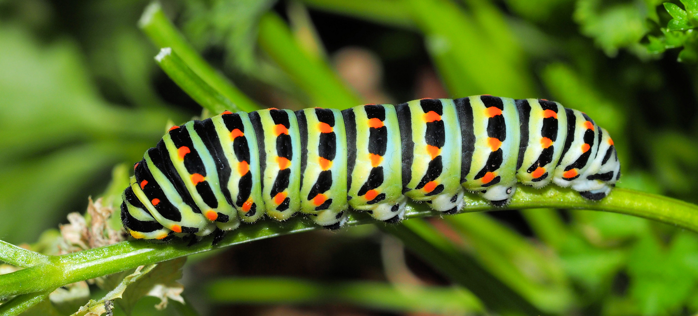 Die Raupe Nimmersatt... Foto &amp; Bild | natur, insekt, insekten Bilder ...