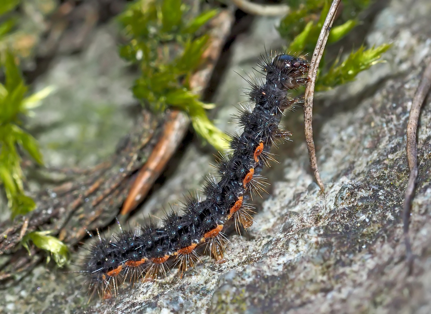 Die Raupe vom Grauleib-Flechtenbärchen (Eilema lurideola) - La chenille de la Lithosie complanule.