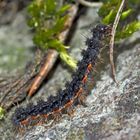 Die Raupe vom Grauleib-Flechtenbärchen (Eilema lurideola) - La chenille de la Lithosie complanule.