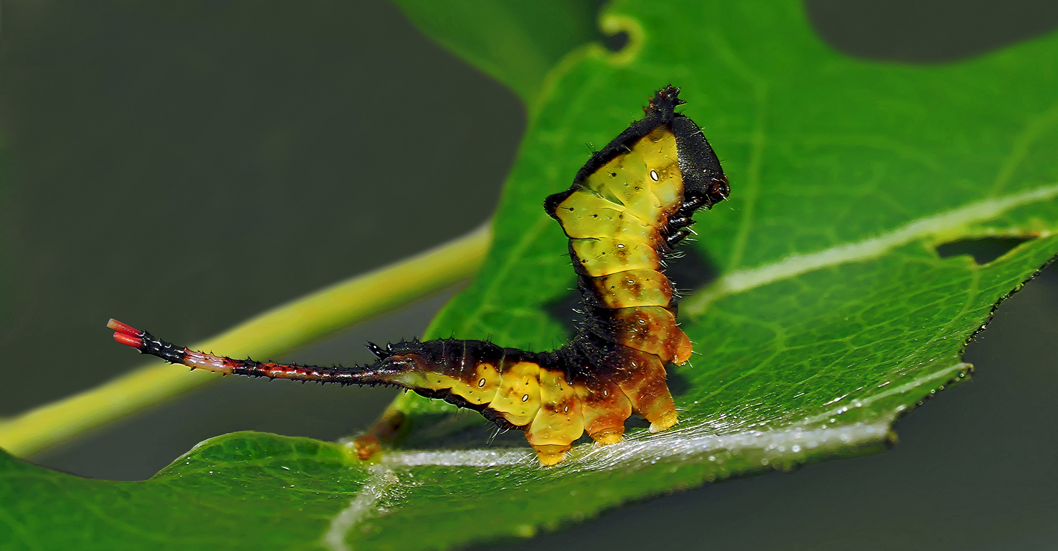 Die Raupe vom grossen Gabelschwanz ist gewachsen! - La chenille de l'Hermine a grandi!