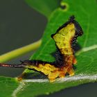 Die Raupe vom grossen Gabelschwanz ist gewachsen! - La chenille de l'Hermine a grandi!