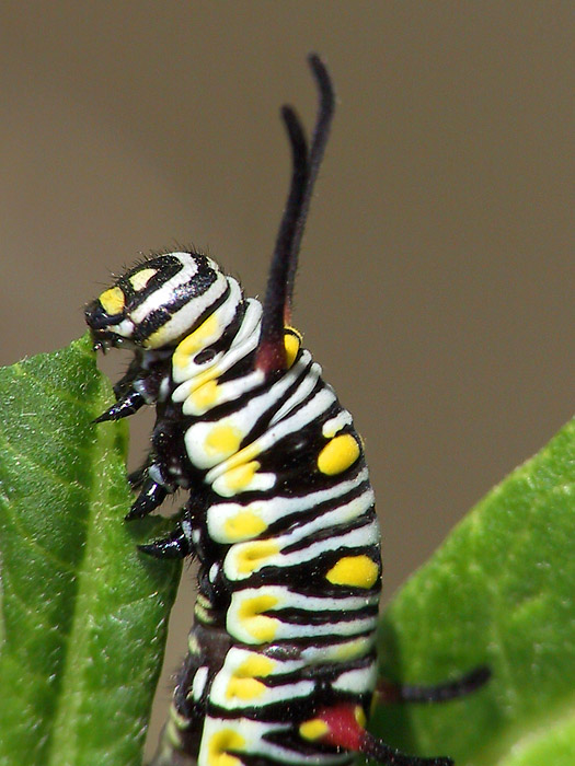 Die Raupe vom Monarch