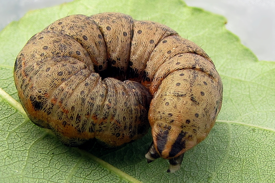 Die Raupe vom Schattenmönch......(Cucullia umbratica)