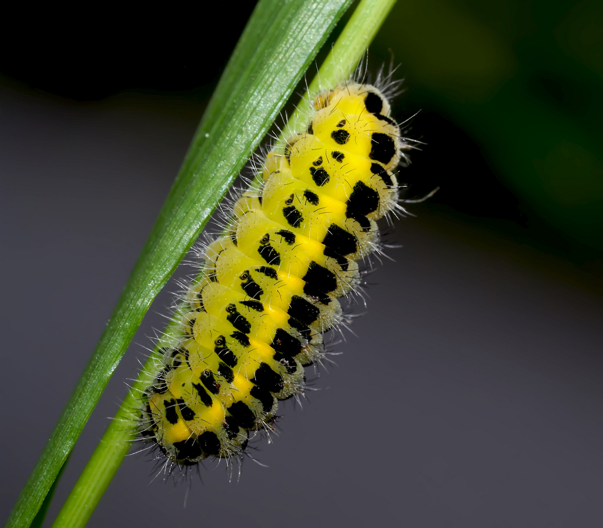 Die Raupe vom Sechsfleck-Widderchen (Zygaena filipendulae)..