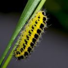 Die Raupe vom Sechsfleck-Widderchen (Zygaena filipendulae)..