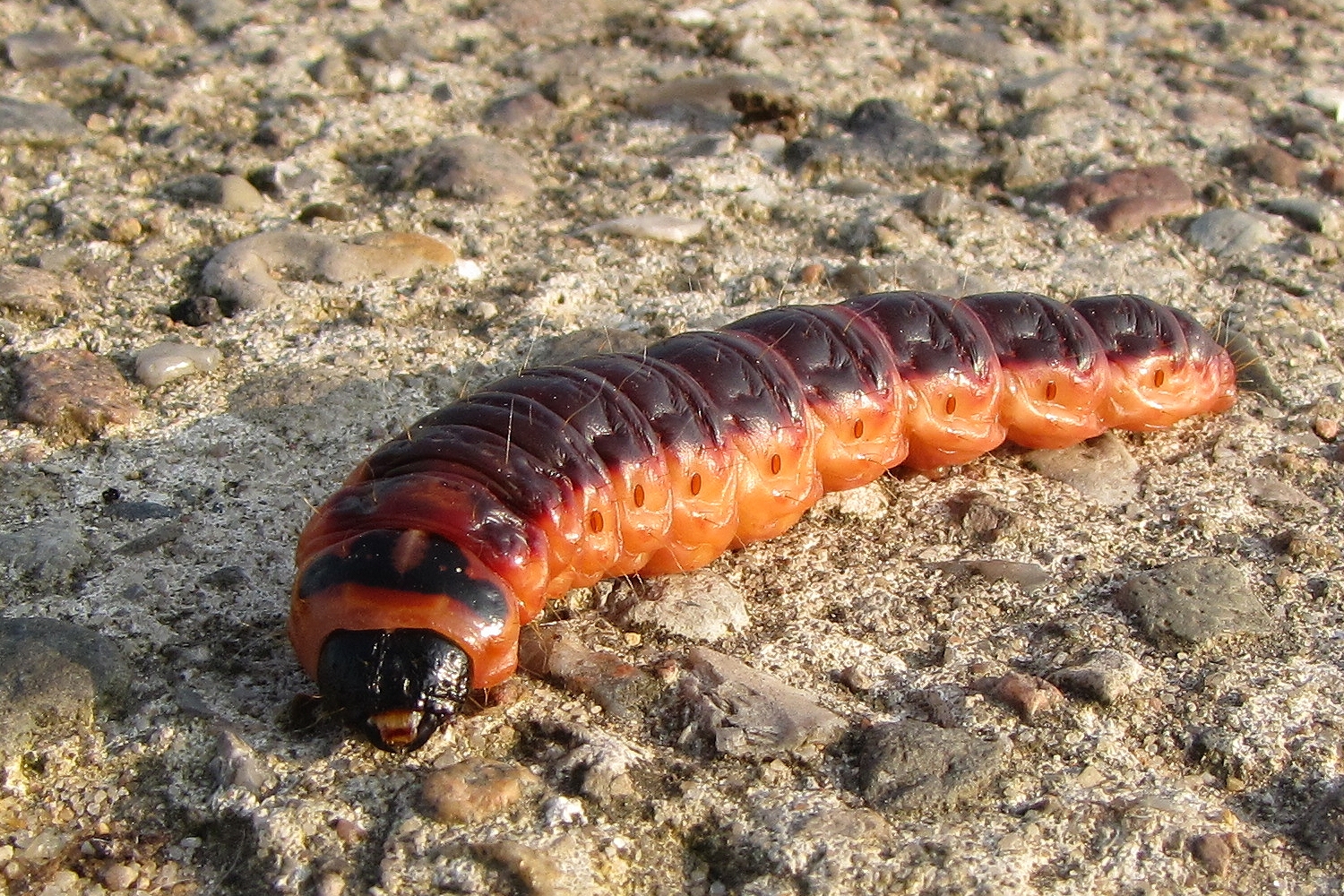Die Raupe vom Weidenbohrer ließ mich heute Foto & Bild | fotos, natur