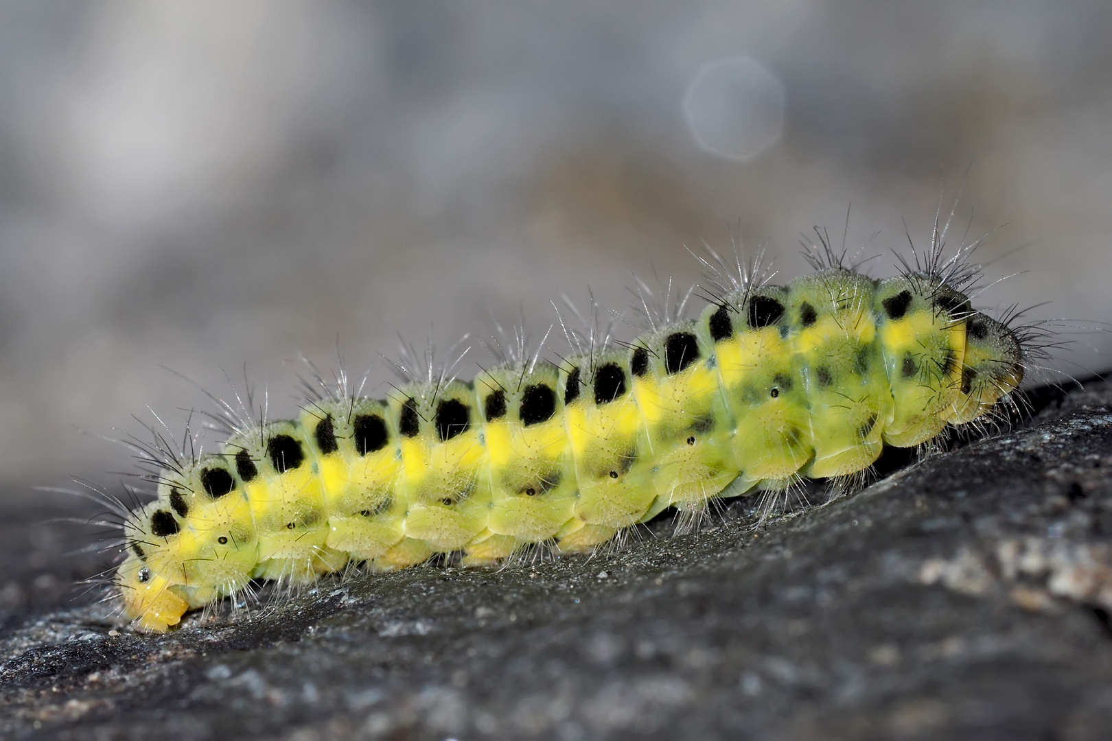 Die Raupe vom Zygaena transalpina * - Une belle chenille qui aimerait devenir papillon!