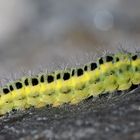 Die Raupe vom Zygaena transalpina * - Une belle chenille qui aimerait devenir papillon!