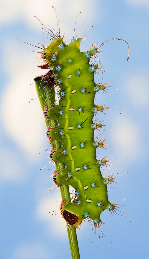 Die Raupe will Richtung Sonne …