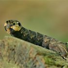 Die Raupe,des 'Mittleren Weinschwärmers' ...